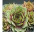 Sempervivum BEST PALE