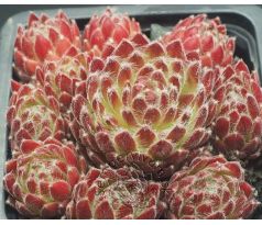 Sempervivum BÉZWOH