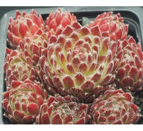 Sempervivum BÉZWOH