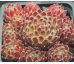 Sempervivum BÉZWOH