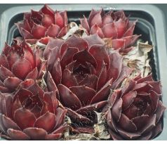 Sempervivum BLACKWIZZARD