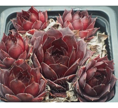 Sempervivum BLACKWIZZARD