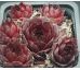 Sempervivum BLACKWIZZARD