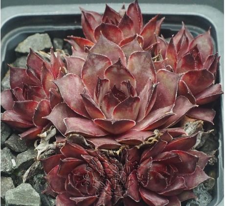 Sempervivum BLADE OF STEEL
