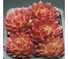 Sempervivum BLICKFANG
