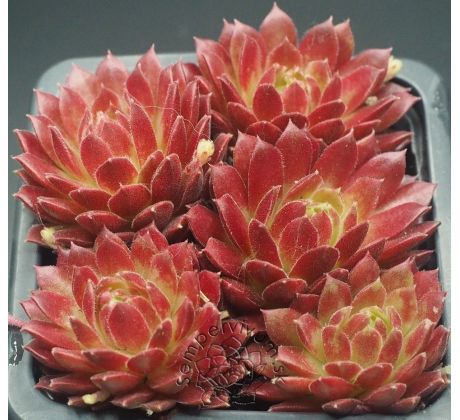 Sempervivum BLICKFANG
