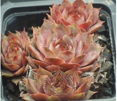 Sempervivum BLITZEIS