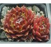 Sempervivum BOLD CHICK