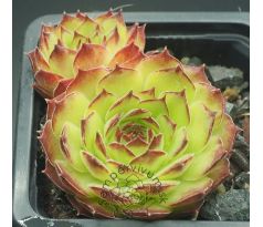 Sempervivum BRAND NEW HEAVIES