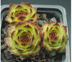 Sempervivum BRAND NEW STYLE