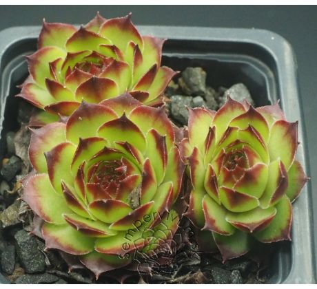 Sempervivum BRAND NEW STYLE