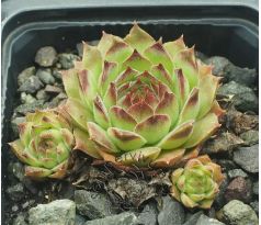 Sempervivum BRAND NEW TOY