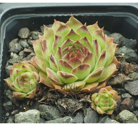 Sempervivum BRAND NEW TOY
