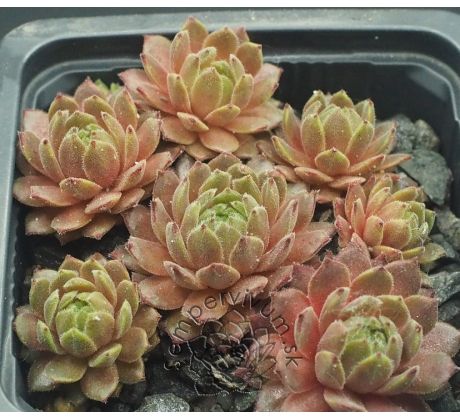 Sempervivum BROAD PEAK