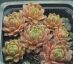 Sempervivum BROAD PEAK