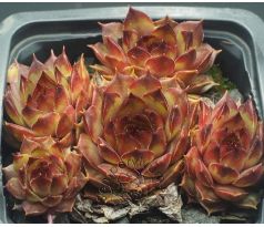 Sempervivum BROWNSPOT HEAVEN