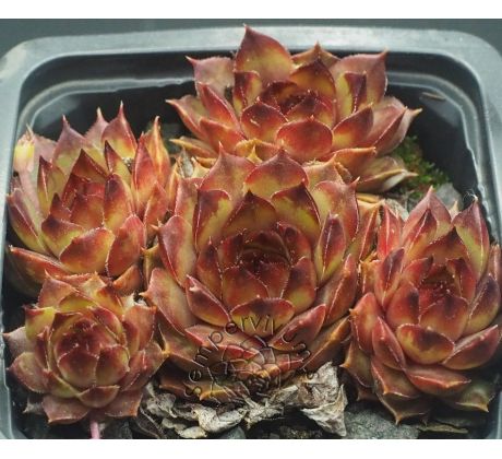 Sempervivum BROWNSPOT HEAVEN