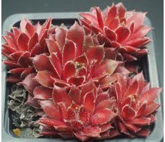Sempervivum BUCKEYE BELLE