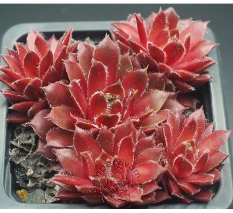 Sempervivum BUCKEYE BELLE