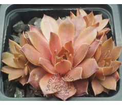 Sempervivum CARAMEL