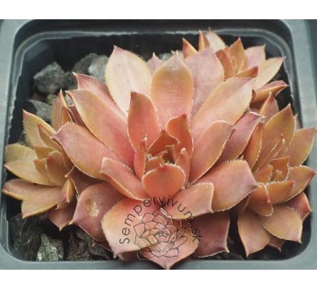 Sempervivum CARAMEL