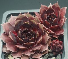 Sempervivum CARLOTTA