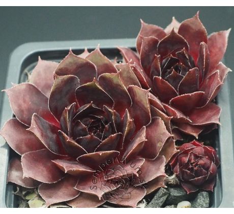Sempervivum CARLOTTA