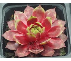 Sempervivum CARNIVAL QUEEN