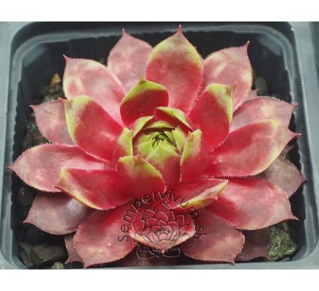 Sempervivum CARNIVAL QUEEN