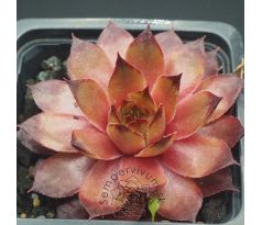 Sempervivum CASABLANCA