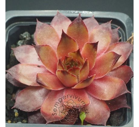 Sempervivum CASABLANCA