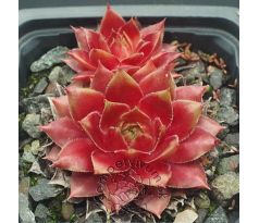 Sempervivum CHINA DOLL