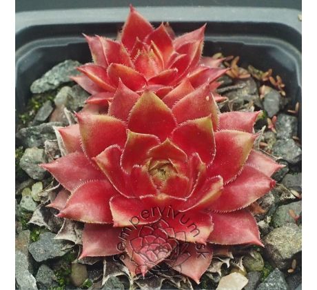 Sempervivum CHINA DOLL