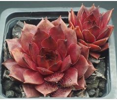 Sempervivum CHOCOLATE II