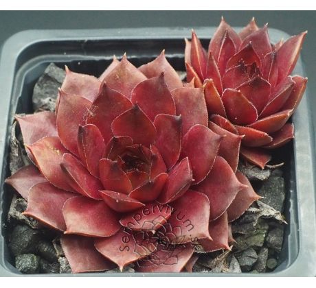 Sempervivum CHOCOLATE II