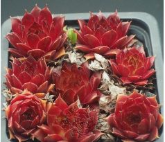 Sempervivum CITY OF KORSPEL