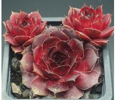 Sempervivum CLOUD CAP