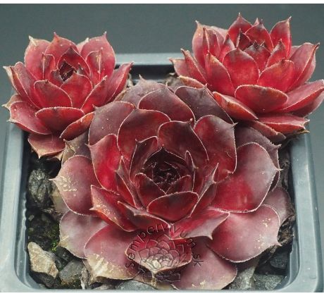 Sempervivum CLOUD CAP