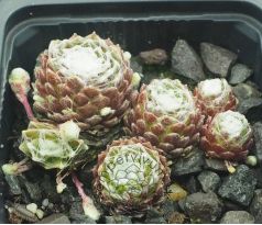 Sempervivum COBWEB JOY