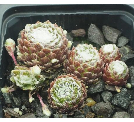 Sempervivum COBWEB JOY