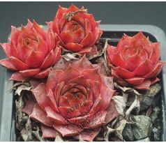 Sempervivum DAWN TO DUSK