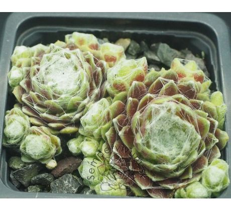 Sempervivum DELIANE