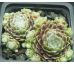 Sempervivum DELIANE