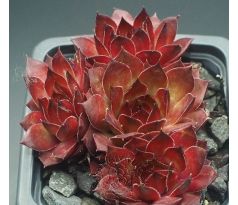 Sempervivum DEVON GLOW