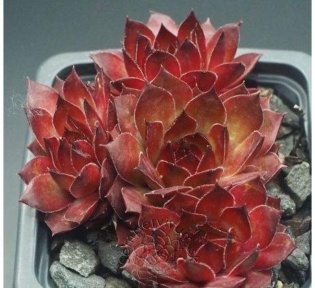 Sempervivum DEVON GLOW
