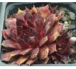 Sempervivum DEVON JEWEL