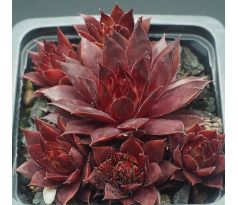 Sempervivum DIAVOLO