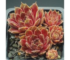 Sempervivum DONNA KARAN