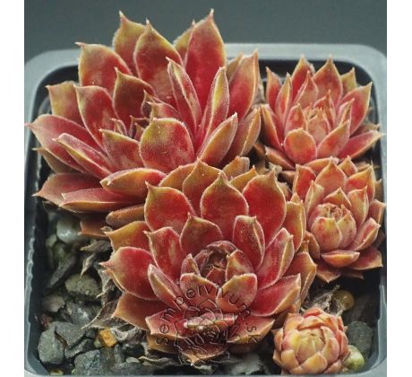 Sempervivum DONNA KARAN