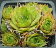 Sempervivum EMERSON`S GIANT